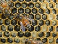 Пчеловодство как успешный и перспективный бизнес Пчелиный бизнес с чего начать