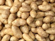 Бизнес на картофеле: выращиваем и продаем